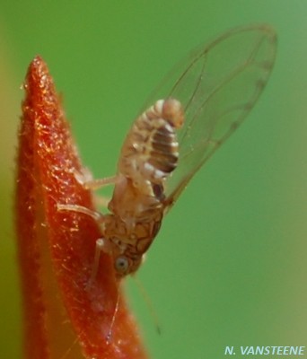 Trioza sp